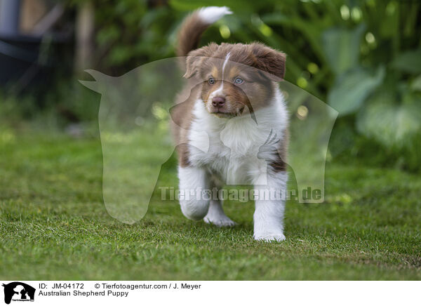 Australian Shepherd Puppy / JM-04172