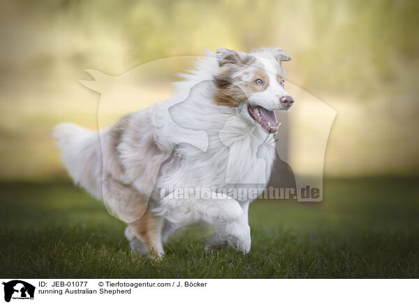 rennender Australian Shepherd / running Australian Shepherd / JEB-01077