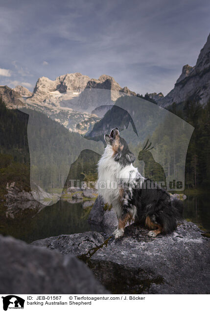 bellender Australian Shepherd / barking Australian Shepherd / JEB-01567