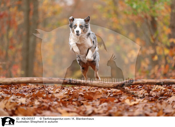 Australian Shepherd im Herbst / Australian Shepherd in autumn / KB-06557