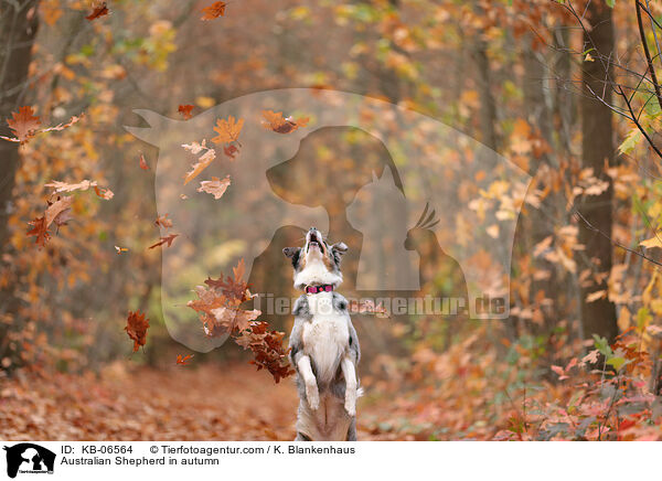 Australian Shepherd im Herbst / Australian Shepherd in autumn / KB-06564