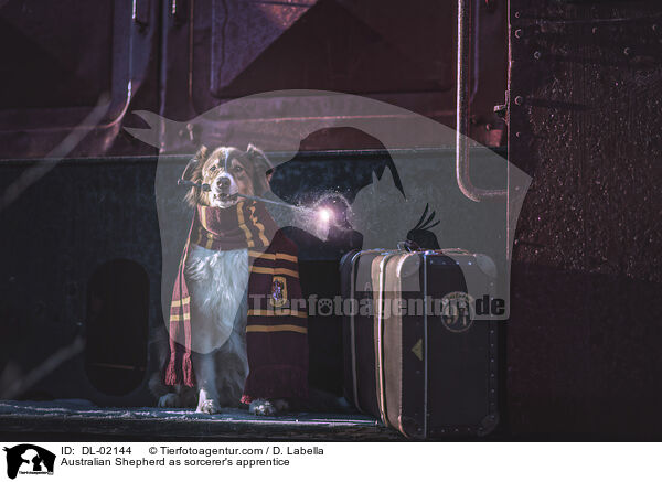 Australian Shepherd als Zauberlehrling / Australian Shepherd as sorcerer's apprentice / DL-02144