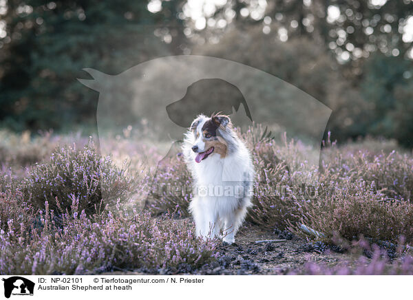 Australian Shepherd in der Heide / Australian Shepherd at heath / NP-02101