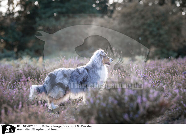 Australian Shepherd in der Heide / Australian Shepherd at heath / NP-02108