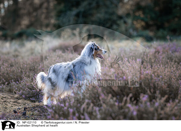 Australian Shepherd in der Heide / Australian Shepherd at heath / NP-02110