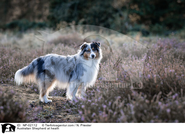 Australian Shepherd in der Heide / Australian Shepherd at heath / NP-02112