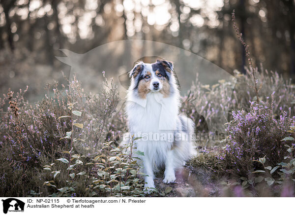 Australian Shepherd in der Heide / Australian Shepherd at heath / NP-02115