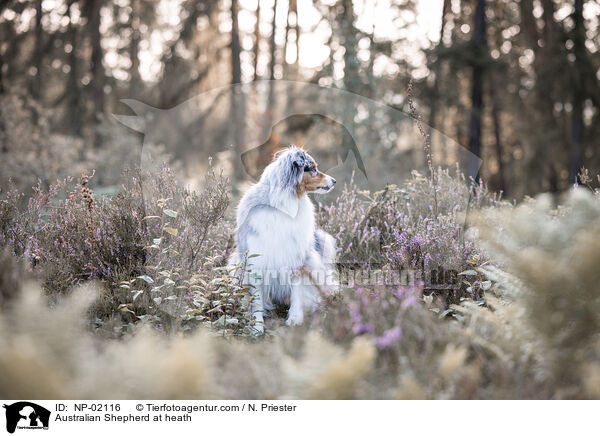 Australian Shepherd in der Heide / Australian Shepherd at heath / NP-02116