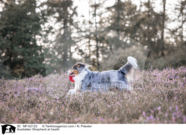 Australian Shepherd in der Heide / Australian Shepherd at heath / NP-02122