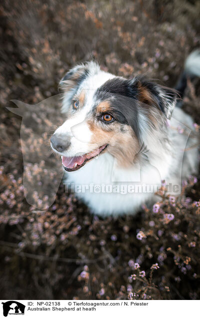 Australian Shepherd in der Heide / Australian Shepherd at heath / NP-02138