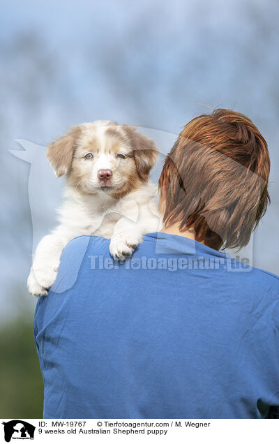 9 Wochen alter Australian Shepherd Welpe / 9 weeks old Australian Shepherd puppy / MW-19767