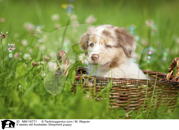 9 Wochen alter Australian Shepherd Welpe / 9 weeks old Australian Shepherd puppy / MW-19771