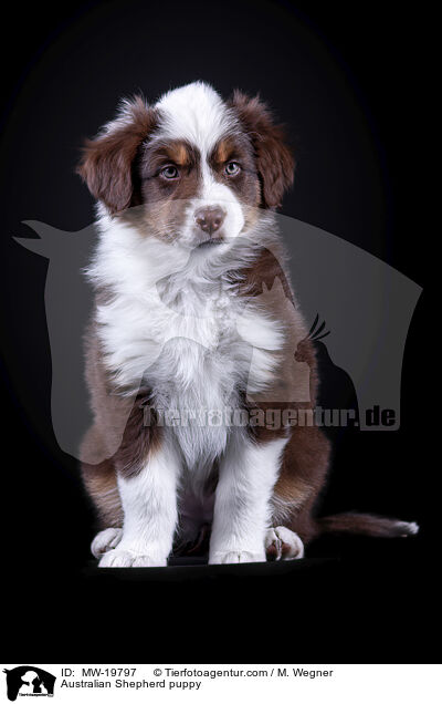 Australian Shepherd Welpe / Australian Shepherd puppy / MW-19797