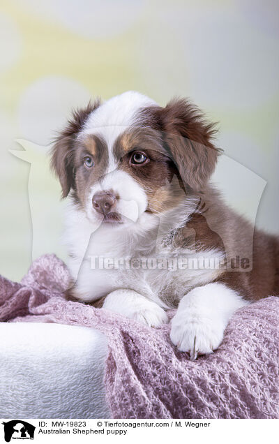 Australian Shepherd Welpe / Australian Shepherd puppy / MW-19823