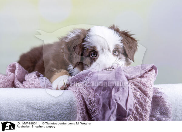Australian Shepherd Welpe / Australian Shepherd puppy / MW-19831