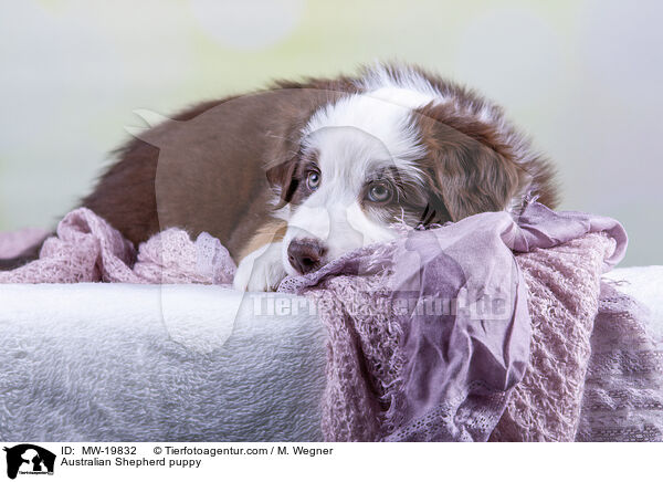 Australian Shepherd Welpe / Australian Shepherd puppy / MW-19832