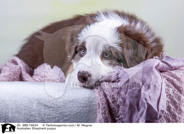 Australian Shepherd Welpe / Australian Shepherd puppy / MW-19834