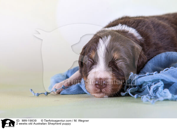 2 Wochen alter Australian Shepherd Welpe / 2 weeks old Australian Shepherd puppy / MW-19839