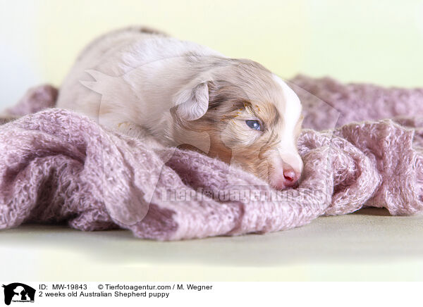 2 Wochen alter Australian Shepherd Welpe / 2 weeks old Australian Shepherd puppy / MW-19843