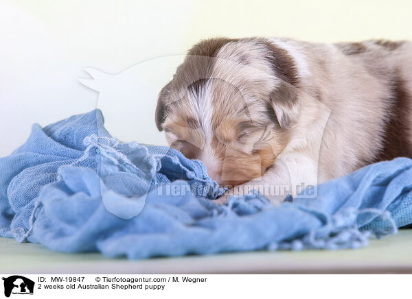 2 Wochen alter Australian Shepherd Welpe / 2 weeks old Australian Shepherd puppy / MW-19847