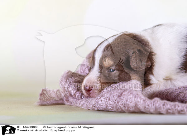 2 Wochen alter Australian Shepherd Welpe / 2 weeks old Australian Shepherd puppy / MW-19860