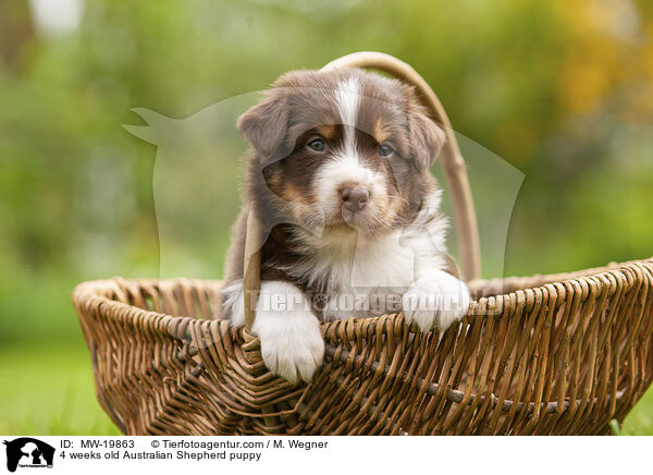 4 weeks old Australian Shepherd puppy / MW-19863