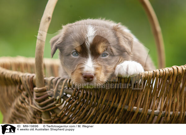 4 weeks old Australian Shepherd puppy / MW-19896