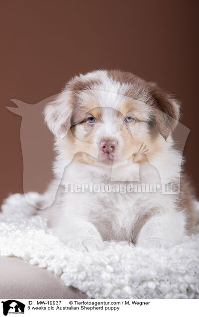 5 weeks old Australian Shepherd puppy / MW-19937