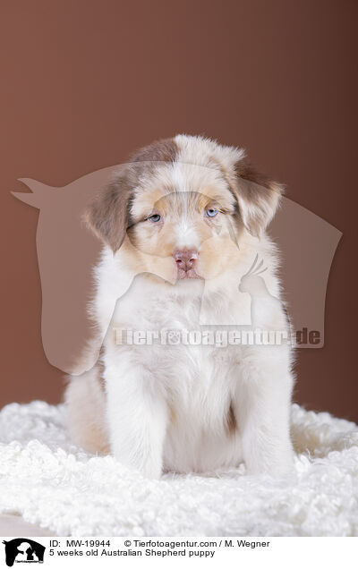 5 weeks old Australian Shepherd puppy / MW-19944