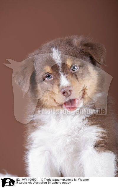 5 weeks old Australian Shepherd puppy / MW-19950