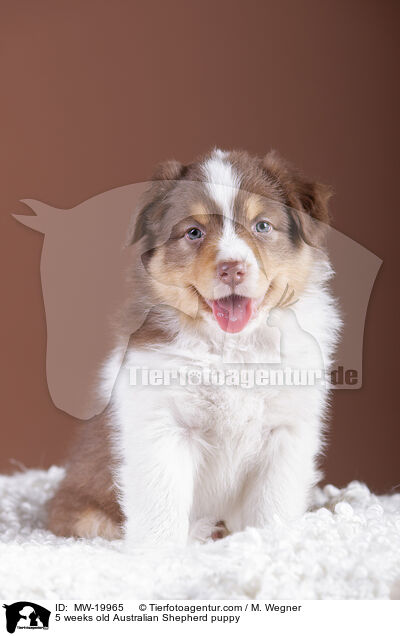 5 Wochen alter Australian Shepherd Welpe / 5 weeks old Australian Shepherd puppy / MW-19965