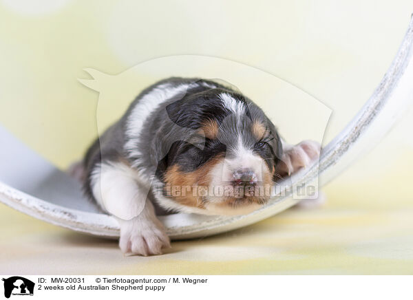 2 Wochen alter Australian Shepherd Welpe / 2 weeks old Australian Shepherd puppy / MW-20031
