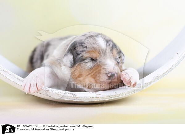 2 Wochen alter Australian Shepherd Welpe / 2 weeks old Australian Shepherd puppy / MW-20036