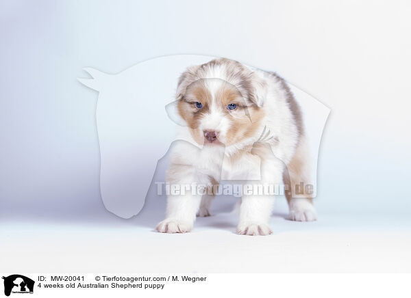 4 Wochen alter Australian Shepherd Welpe / 4 weeks old Australian Shepherd puppy / MW-20041