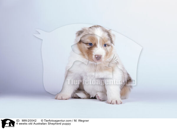 4 Wochen alter Australian Shepherd Welpe / 4 weeks old Australian Shepherd puppy / MW-20042