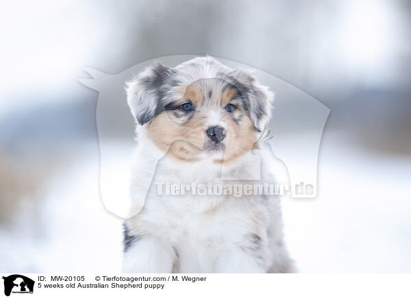 5 Wochen alter Australian Shepherd Welpe / 5 weeks old Australian Shepherd puppy / MW-20105