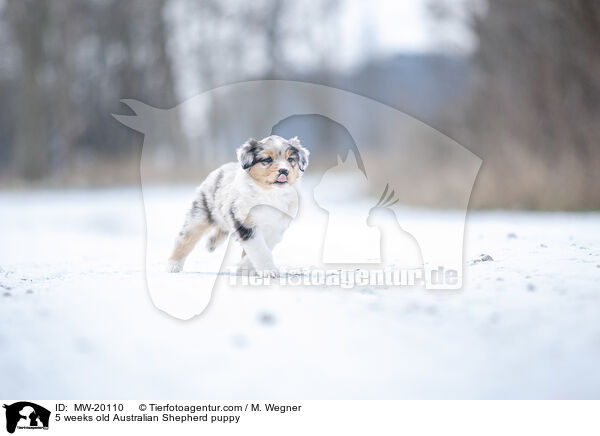 5 Wochen alter Australian Shepherd Welpe / 5 weeks old Australian Shepherd puppy / MW-20110