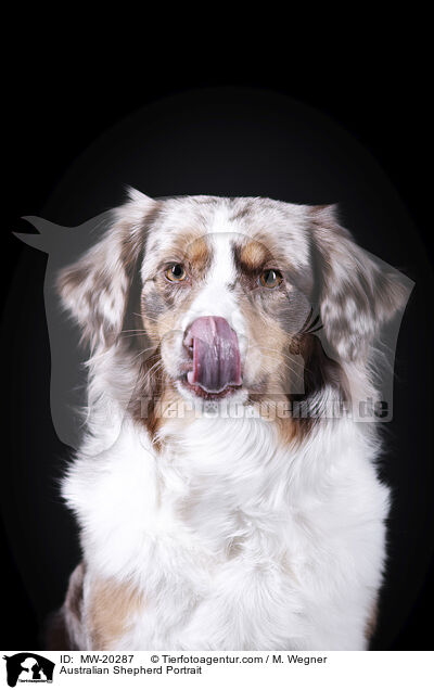 Australian Shepherd Portrait / MW-20287