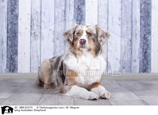 liegender Australian Shepherd / lying Australian Shepherd / MW-20374