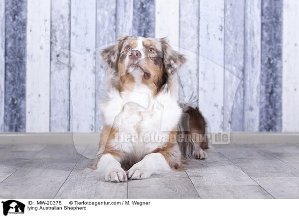 liegender Australian Shepherd / lying Australian Shepherd / MW-20375