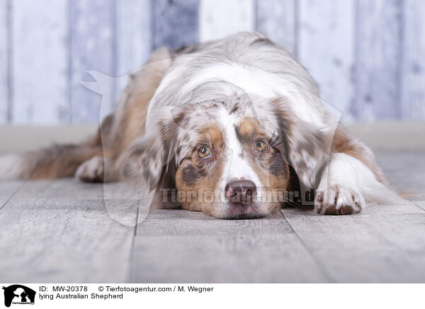 liegender Australian Shepherd / lying Australian Shepherd / MW-20378