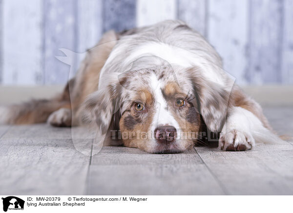 liegender Australian Shepherd / lying Australian Shepherd / MW-20379