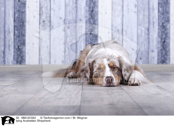 liegender Australian Shepherd / lying Australian Shepherd / MW-20382