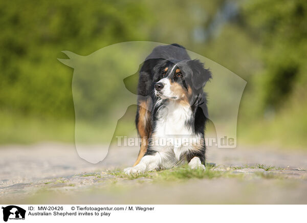 Australian Shepherd fordert zum Spiel auf / Australian Shepherd invites to play / MW-20426