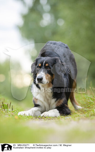Australian Shepherd fordert zum Spiel auf / Australian Shepherd invites to play / MW-20471