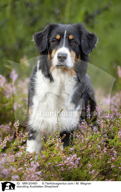 stehender Australian Shepherd / standing Australian Shepherd / MW-20480