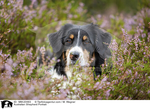Australian Shepherd Portrait / Australian Shepherd Portrait / MW-20483