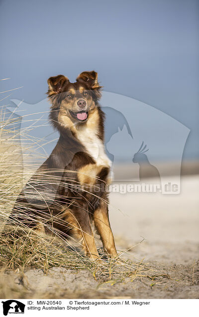 sitzender Australian Shepherd / sitting Australian Shepherd / MW-20540