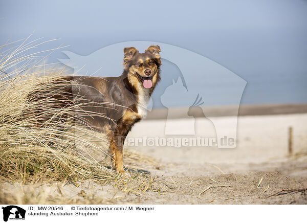 stehender Australian Shepherd / standing Australian Shepherd / MW-20546