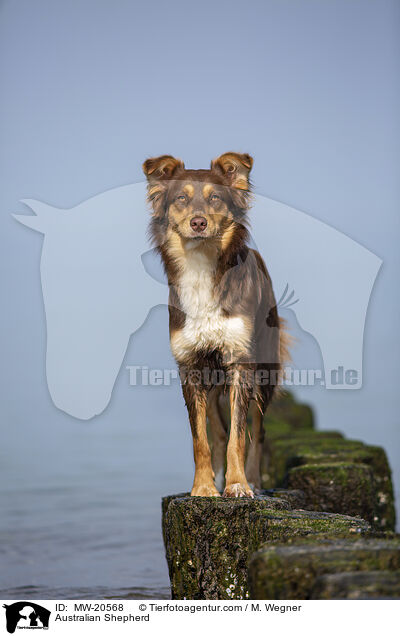 Australian Shepherd / MW-20568